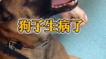 狗吃骨头卡喉咙的表现是什么-图1