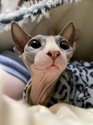 5个月的斯芬克斯猫好养活吗-图1