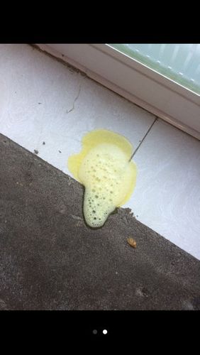 狗狗早上吐黄水还喂吗-图1