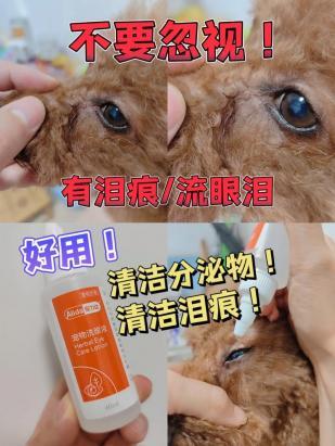 为什么狗狗会有泪痕的原因-图1