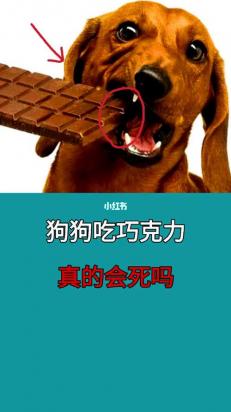 狗是不是不可以吃巧克力-图1