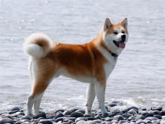 5个月的秋田犬好养活吗-图1