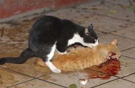 开车压死猫会走霉运吗-图1