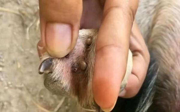 狗狗脚上有蜱虫怎么办