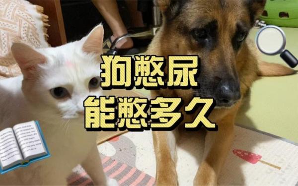 狗狗憋尿可以憋多长时间