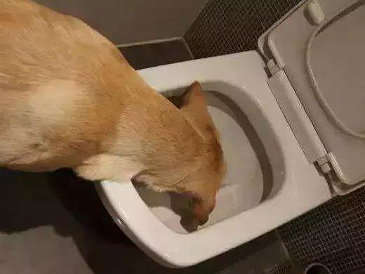 狗会吃自己的便便吗-图1