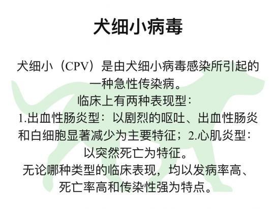 狗狗为什么会得细小是什么原因呢-图1