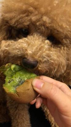 狗狗能不能吃猕猴桃？-图1