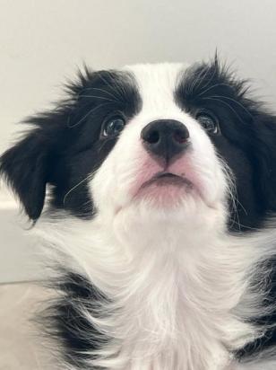 小狗幼犬呛奶急救方法有哪些