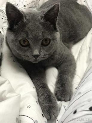 5个月大的蓝猫好养吗？新手也能轻松养活蓝猫攻略-1