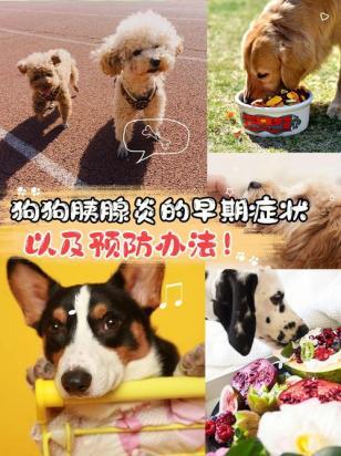 狗得了胰腺炎死亡率-图1