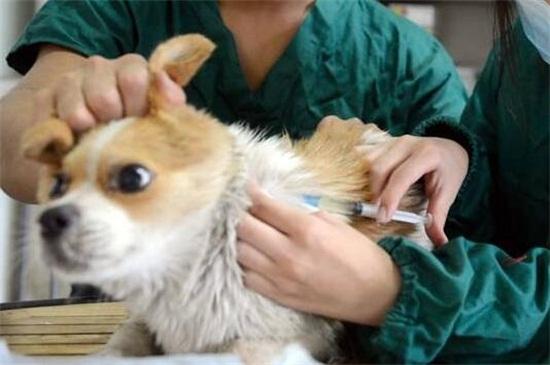 狗疫苗放冰箱能保存多久