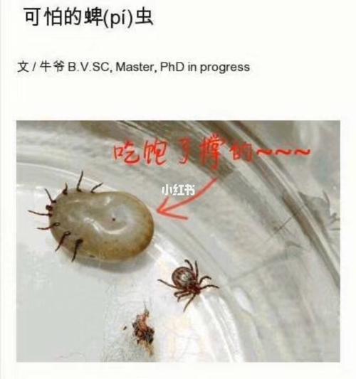 蜱虫进入狗狗体内会怎样-图1