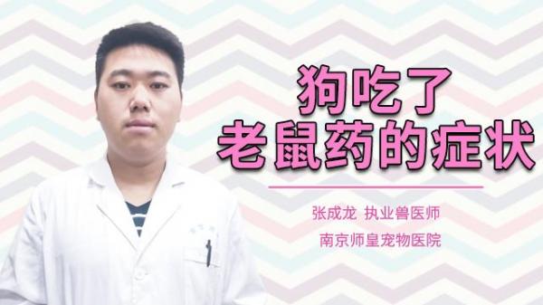 狗狗误吃了老鼠药怎么办-图1