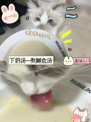猫喝了菜汤怎么办-图1