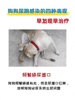 狗狗尿不尽原因有哪些表现-图1