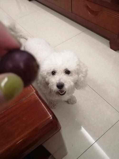 狗能不能吃葡萄皮
