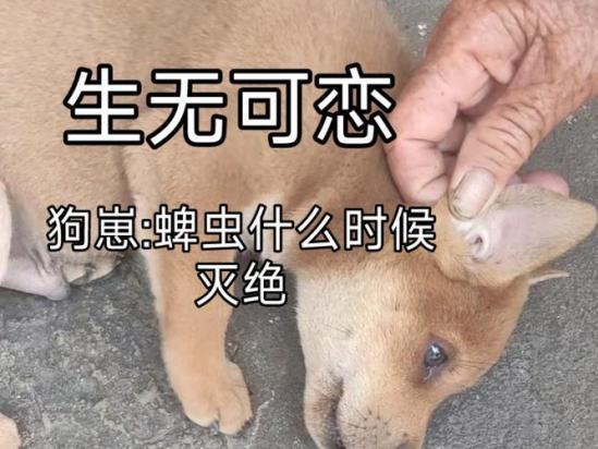 狗狗身上有蜱虫怎么办呢-图1