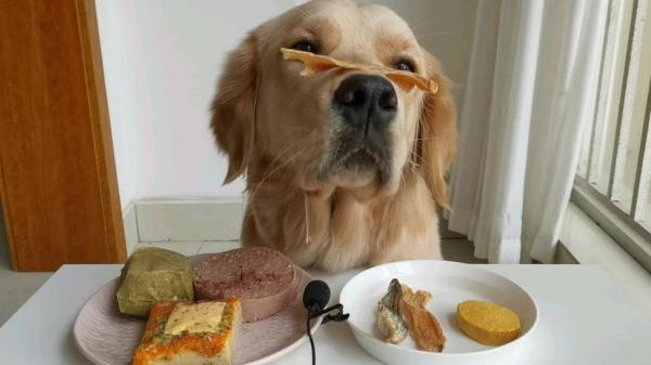 金毛犬吃什么-图1