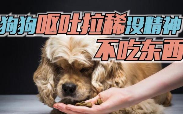 狗不吃东西没精神还吐-图1