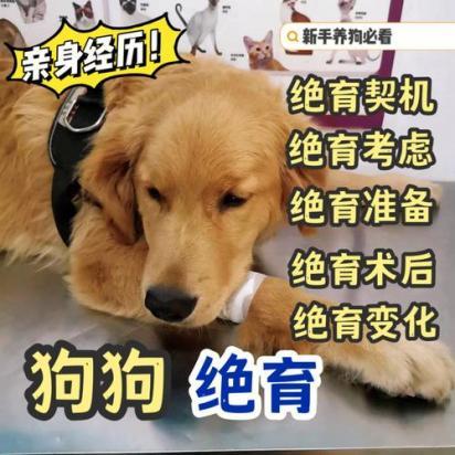 狗狗绝育好不好，狗狗绝育的利与弊-图1