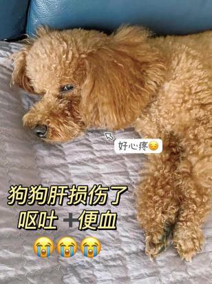 狗狗便血精神很好怎么回事-图1