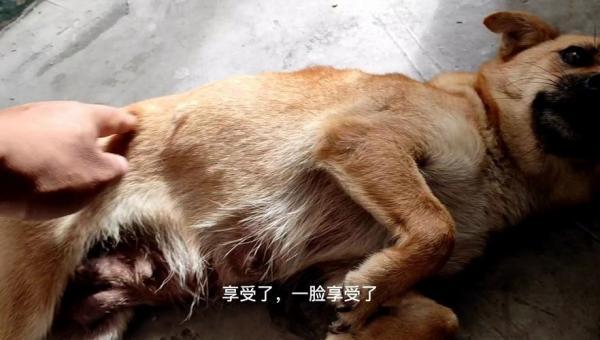 狗狗抽筋全身僵硬一会又好了后来吐了-图1