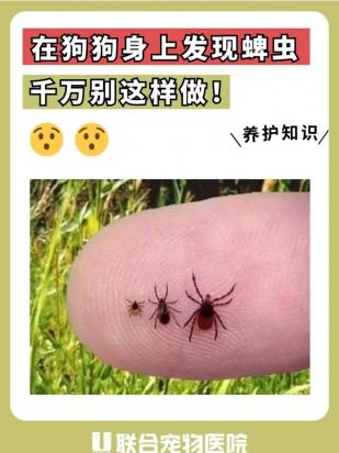 狗身上的蜱虫怎么来的呀-图1