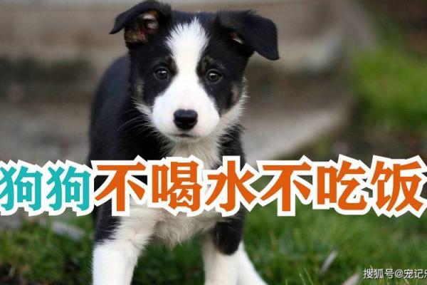 狗狗不喝水不吃饭还无精打采的是怎么回事啊-图1