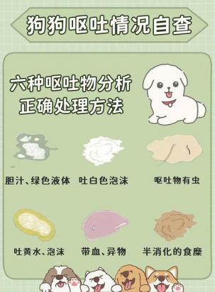 宠物狗突然呕吐是什么原因引起的-图1