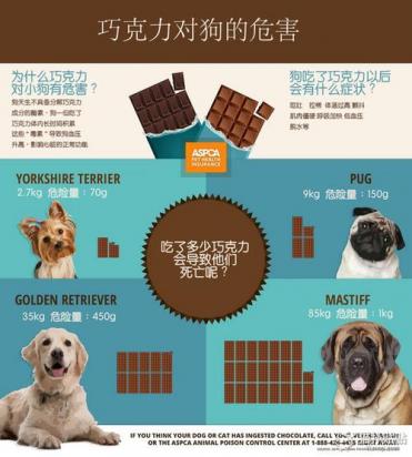 狗为什么不可以吃巧克力和葡萄干-图1