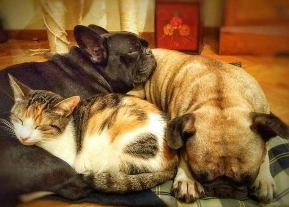 猫和狗哪个更治愈抑郁症