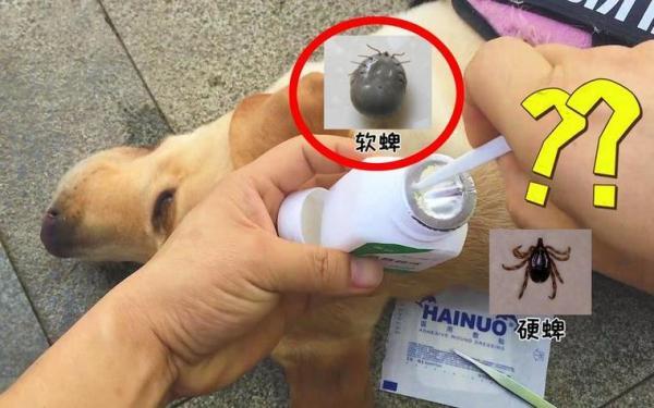 狗狗拔掉蜱虫后有个包怎么办-图1