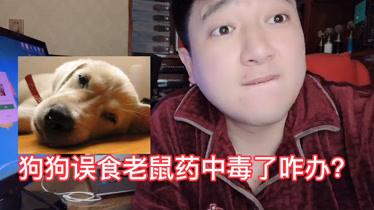 狗吃了老鼠药抽搐惨叫怎么办-图1