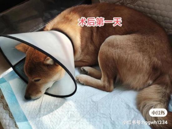 狗多大可以做绝育手术