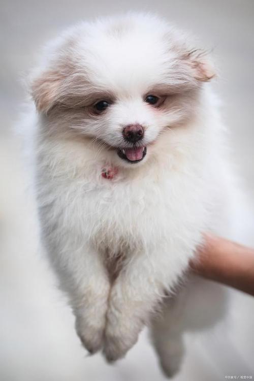 小型犬多久驱虫一次比较好-图1