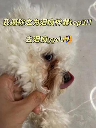 狗狗有泪痕怎么回事啊-图1