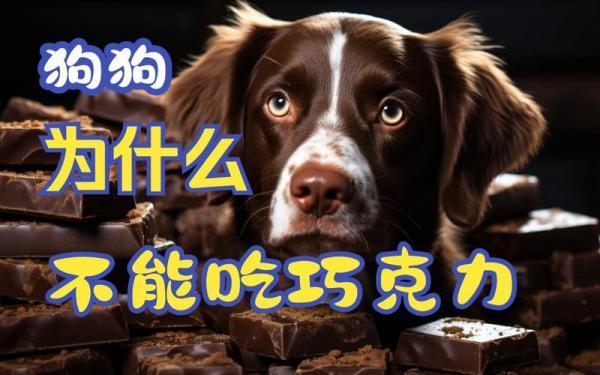 狗子吃了巧克力后怎么办啊-图1