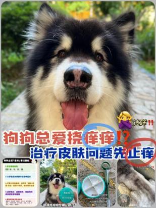狗狗总是挠痒痒咬腿脚怎么回事-图1