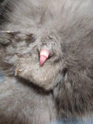 猫发春的症状