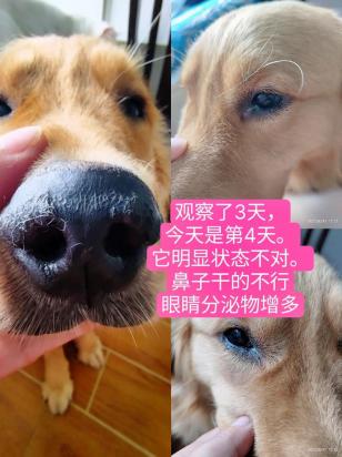 犬瘟会传染给成年狗狗吗?-图1