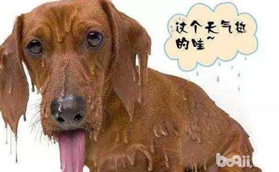 狗太热了会什么表现-图1