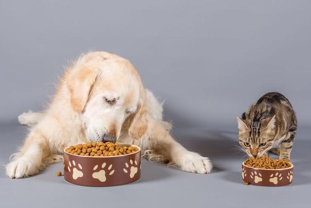 猫狗一起养怎么防止狗吃猫粮-图1