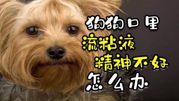 狗狗嘴流透明的长粘液怎么办-图1
