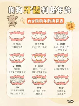 狗狗牙齿年龄图解-图1