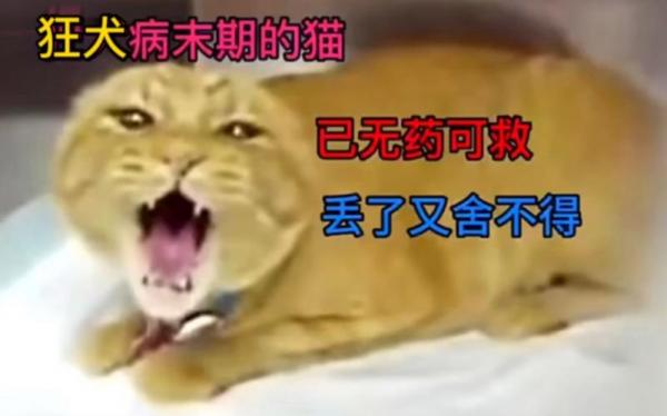 可以测猫有没有狂犬病吗