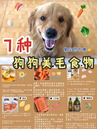 狗狗毛发干枯无光泽吃什么-图1