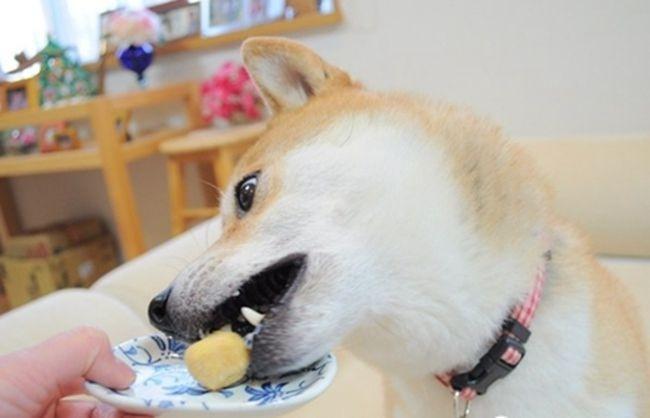 狗狗吃零食好吗-图1