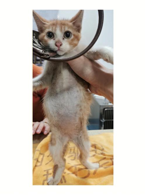 猫腹水最多能活几天-图1