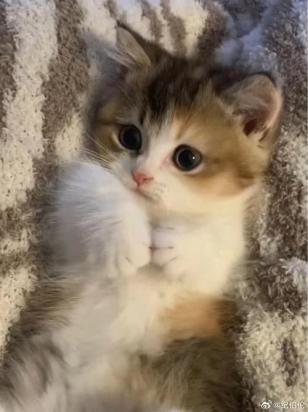 绝育的猫咪还会发情吗-图1